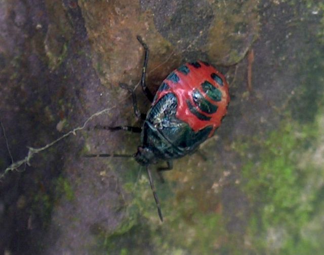 Ninfa di Zicrona caerulea (Heteroptera, Pentatomidae)